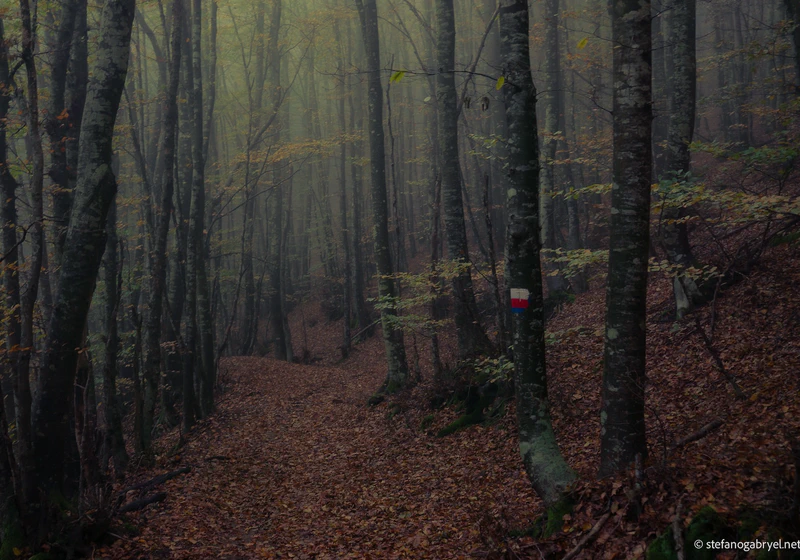 Acquerino-Cantagallo Private Tour - Ancient Forest Hike