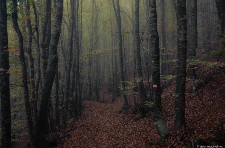 acquerino trail autumn
