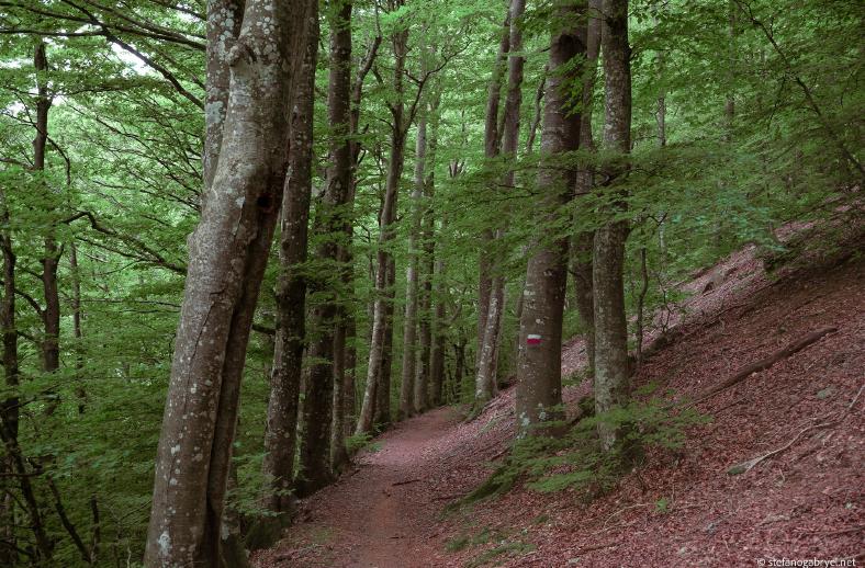 acquerino trail summer