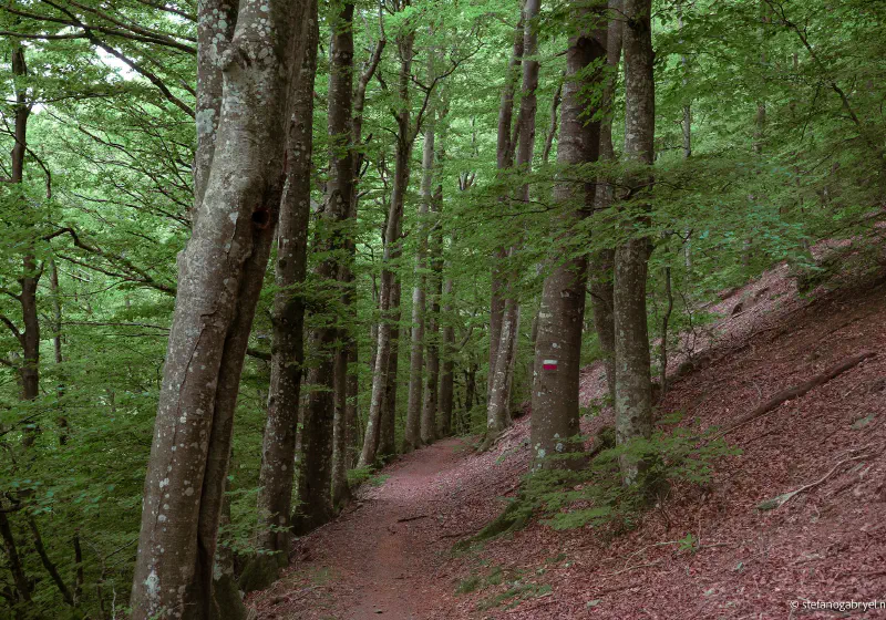 Acquerino-Cantagallo Private Tour - Ancient Forest Hike