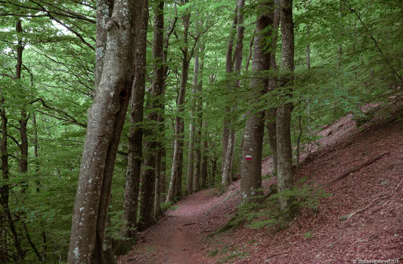 acquerino trail summer