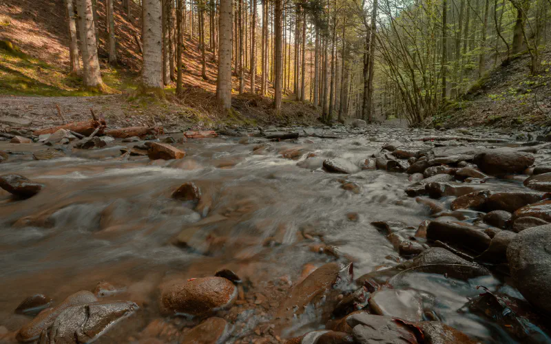 Riserva Biogenetica Acquerino - Ancient Forest Hike