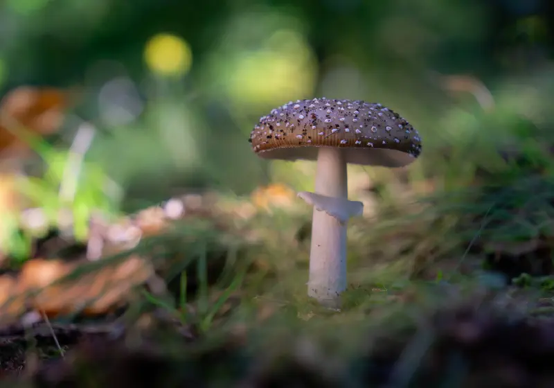 Riserva Biogenetica Acquerino - Ancient Forest Hike