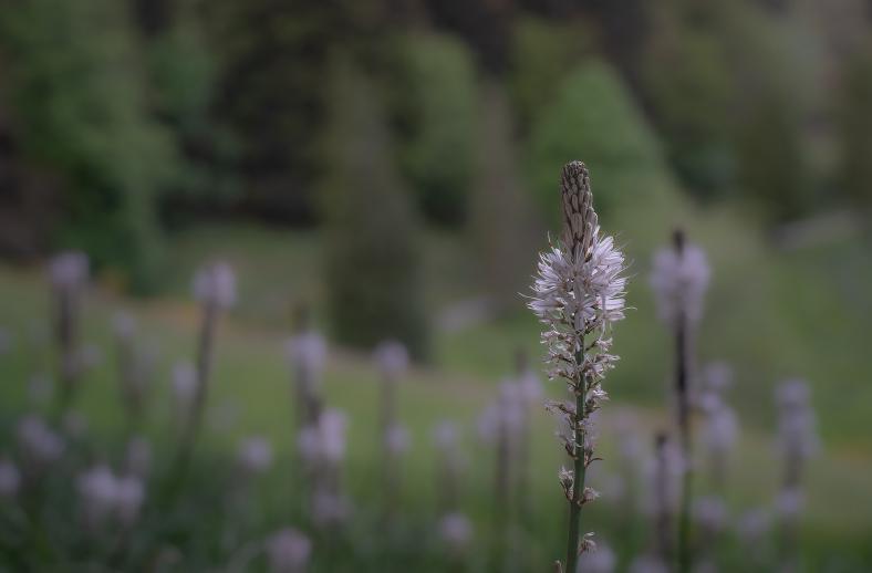 acquerino asphodelus albus