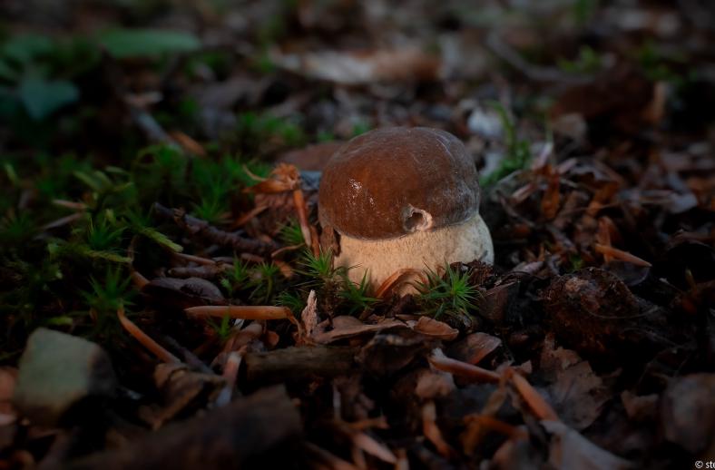 acquerino boletus edulis