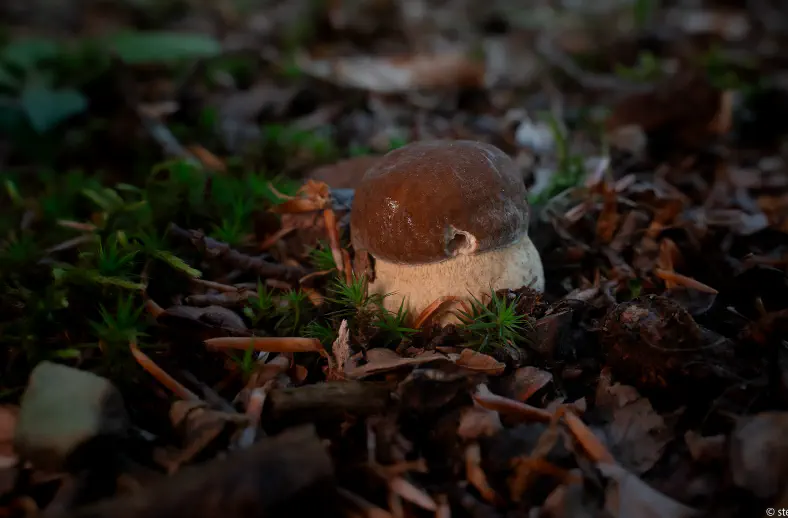 acquerino boletus edulis