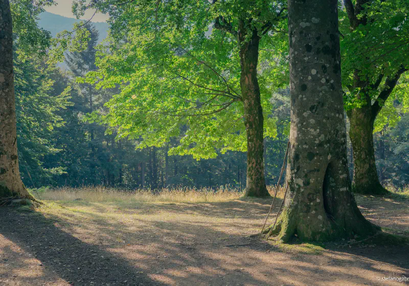 Riserva Biogenetica Acquerino - Ancient Forest Hike