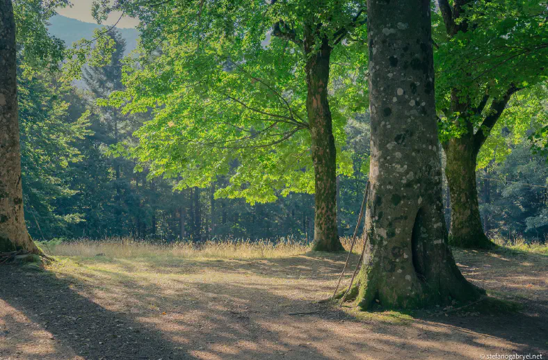 riserva biogenetica acquerino