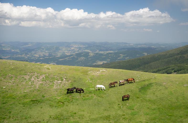 wild horses at corno alle scale