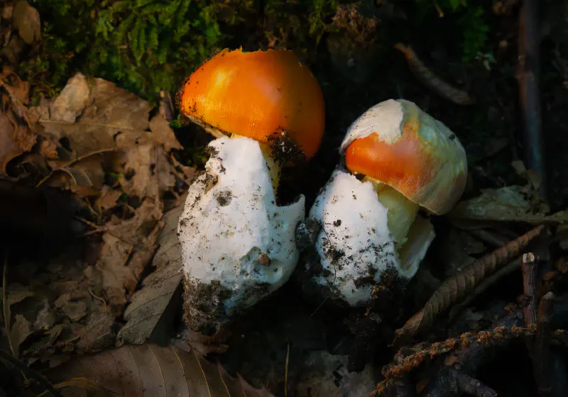Amanita Cesarea Mushroom Tuscany