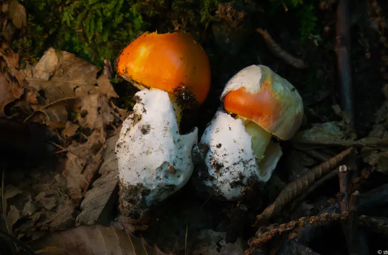 amanita cesarea mushroom tuscany