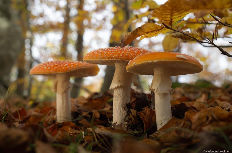 amanita muscaria tuscany