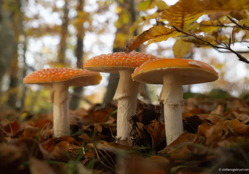 Amanita Muscaria Tuscany