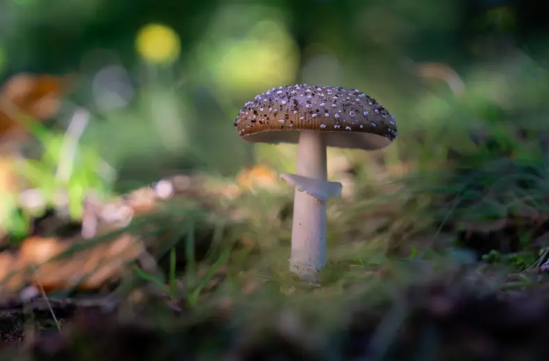 amanita pantherina tuscany