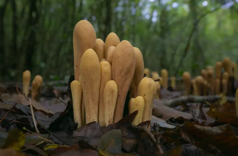 Clavariadelphus pistillaris in tuscany