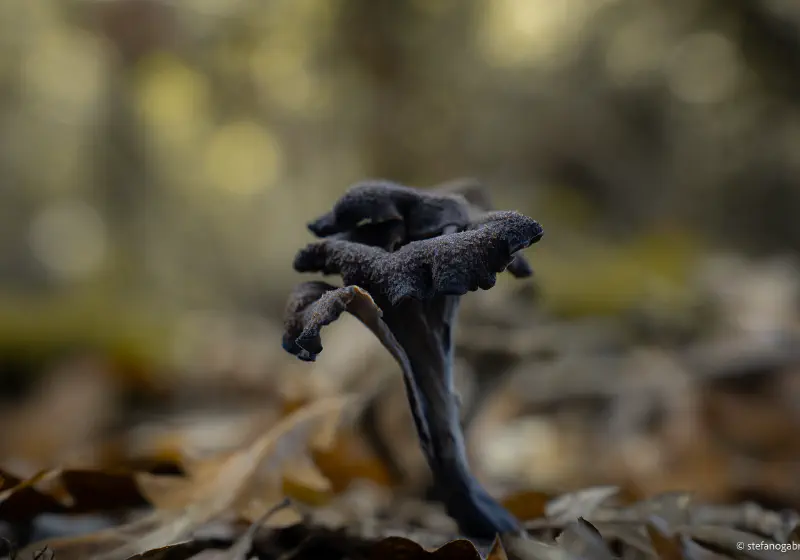 Craterellus Cornucopioides in Tuscany