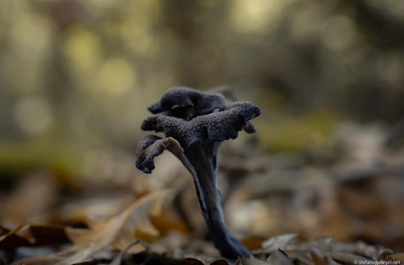 Craterellus cornucopioides in tuscany