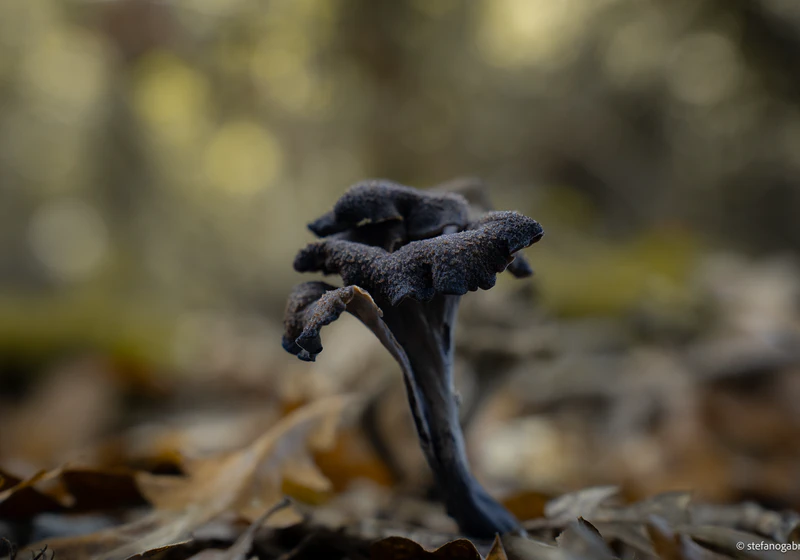 Craterellus Cornucopioides in Tuscany