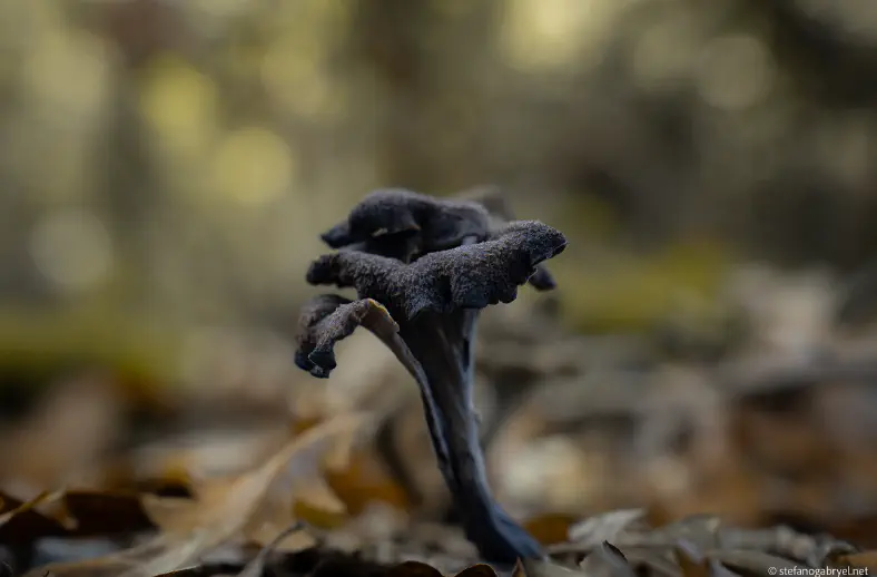 Craterellus cornucopioides in tuscany