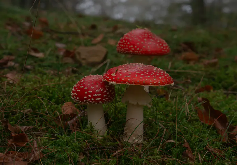 Amanita Muscaria Mushroom Tuscany