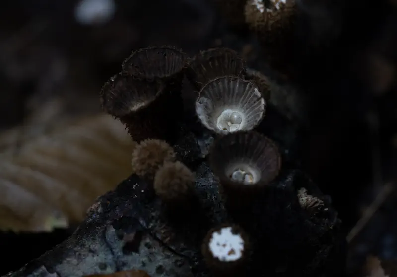 Bird Nest Mushroom Tuscany