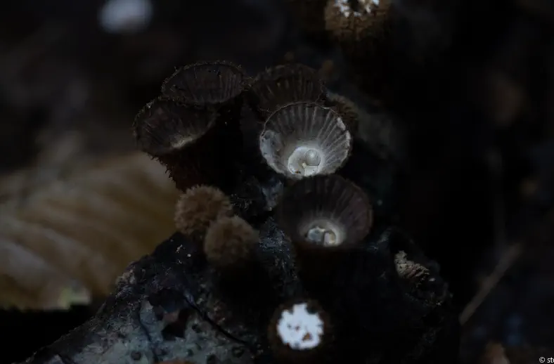 bird nest mushroom tuscany