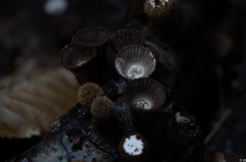bird nest mushroom tuscany