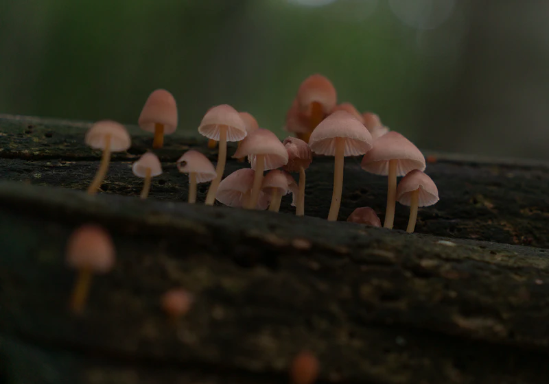 Coprninus Mushroom Tuscany