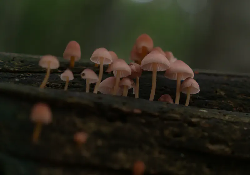 Coprninus Mushroom Tuscany
