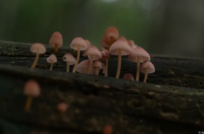 coprninus mushroom tuscany