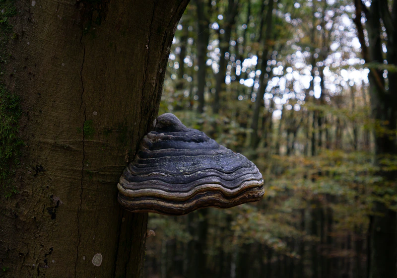 Fomes Formentarius Hoof Fungus in Tuscany
