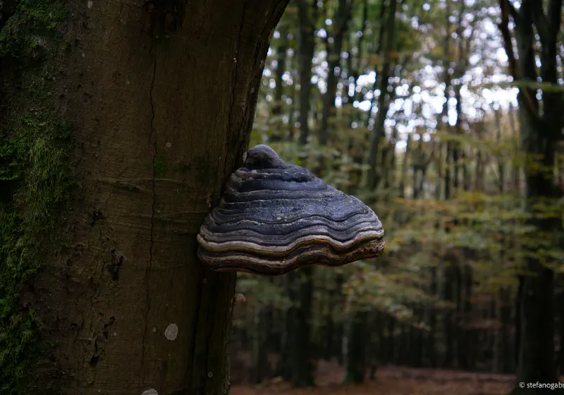 Fomes Formentarius Hoof Fungus in Tuscany
