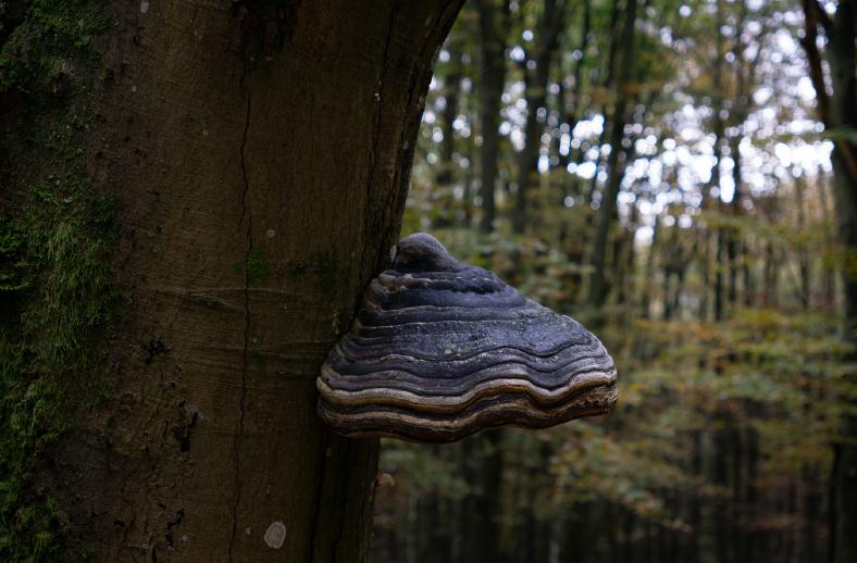 fomes formentarius hoof fungus in tuscany