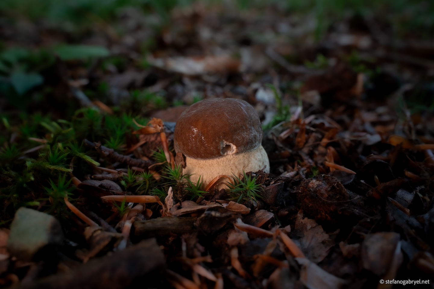 Autumn forest floor in Tuscany