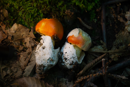 Amanita cesarea from a forest in Tuscany