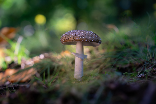 Amanita pantherina from a forest in Tuscany